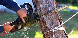 Best Firewood Processing and Delivery  in Los Chaves, NM