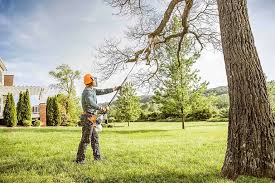 Best Tree Disease Treatment  in Los Chaves, NM