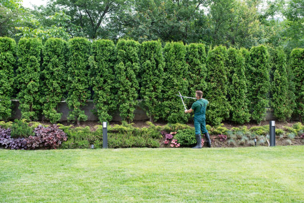 Best Lawn Drainage Solutions  in Los Chaves, NM