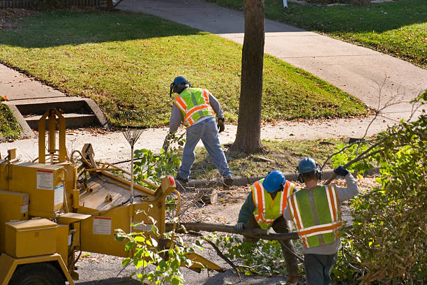 Best Pest Control for Lawns  in Los Chaves, NM