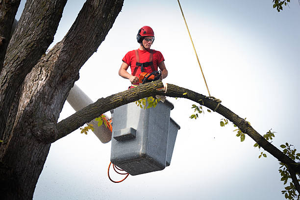 Best Tree Health Inspection  in Los Chaves, NM