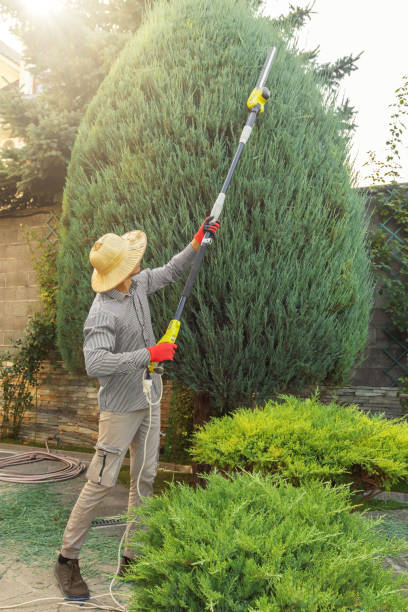 Best Arborist Consultation Services  in Los Chaves, NM
